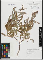 Foto von Salix alba L.